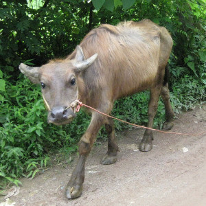 water buffalo